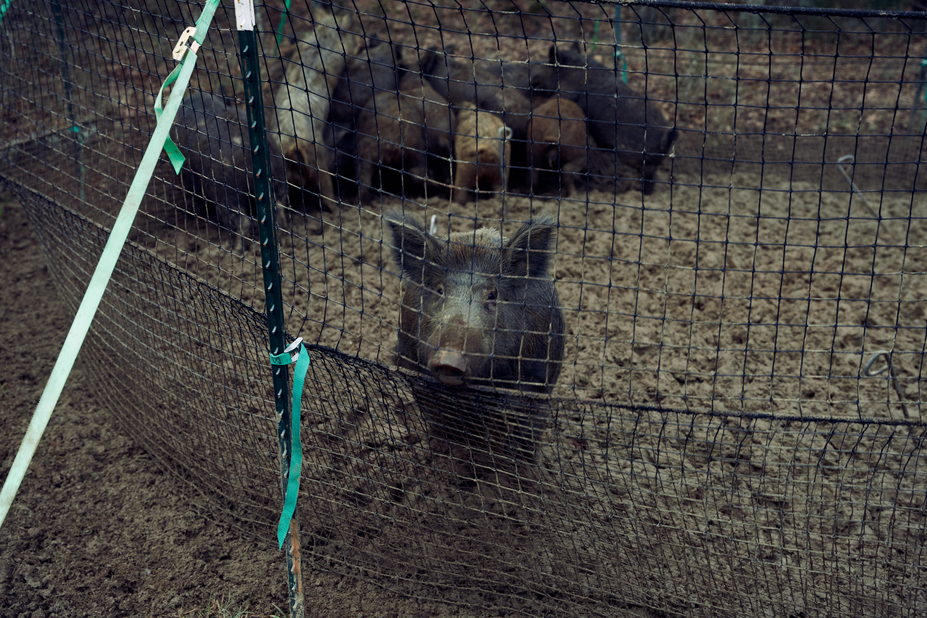 feral hog looking through a net trap Pig Brig