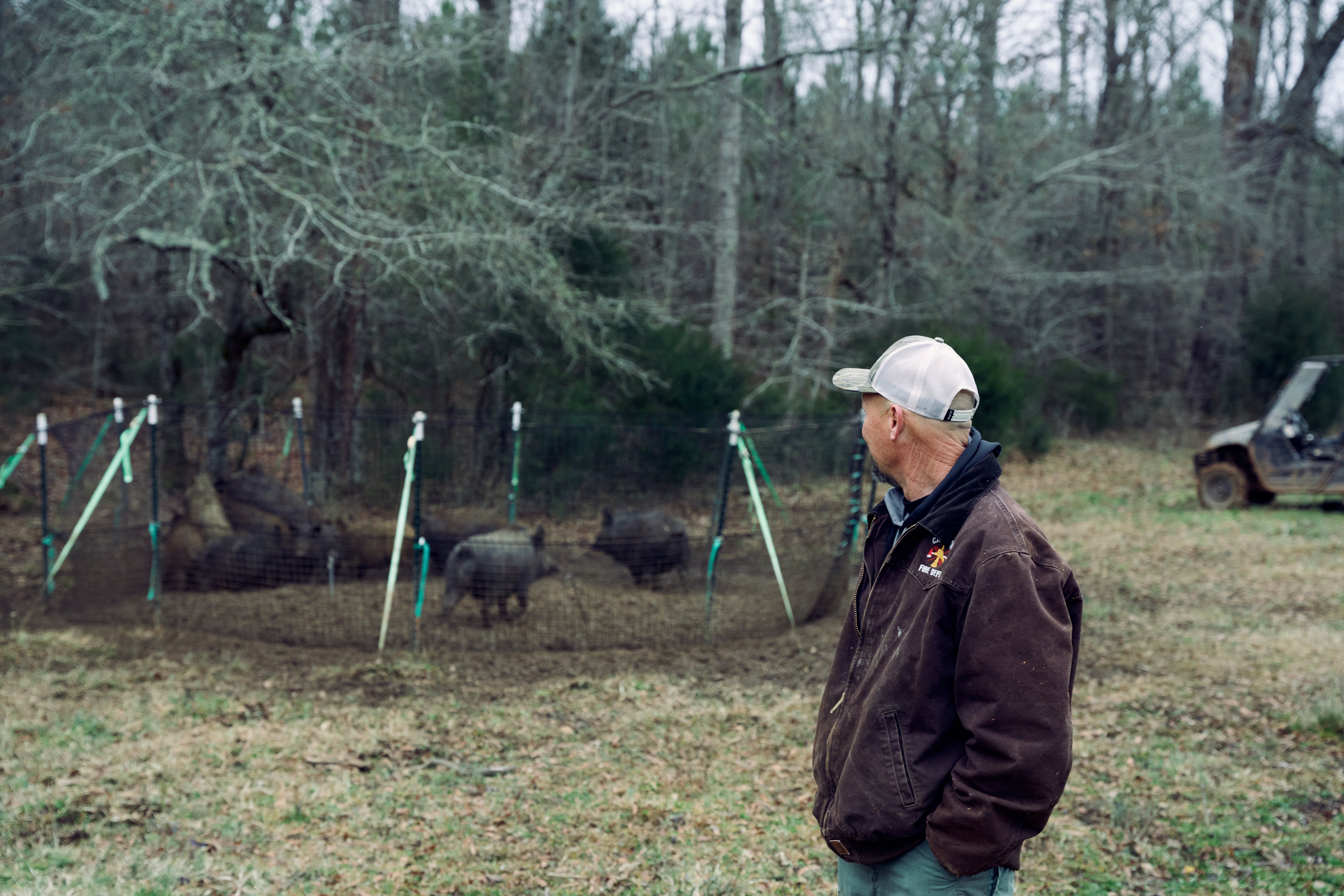 Man looking back at feral pigs caught in a net trap