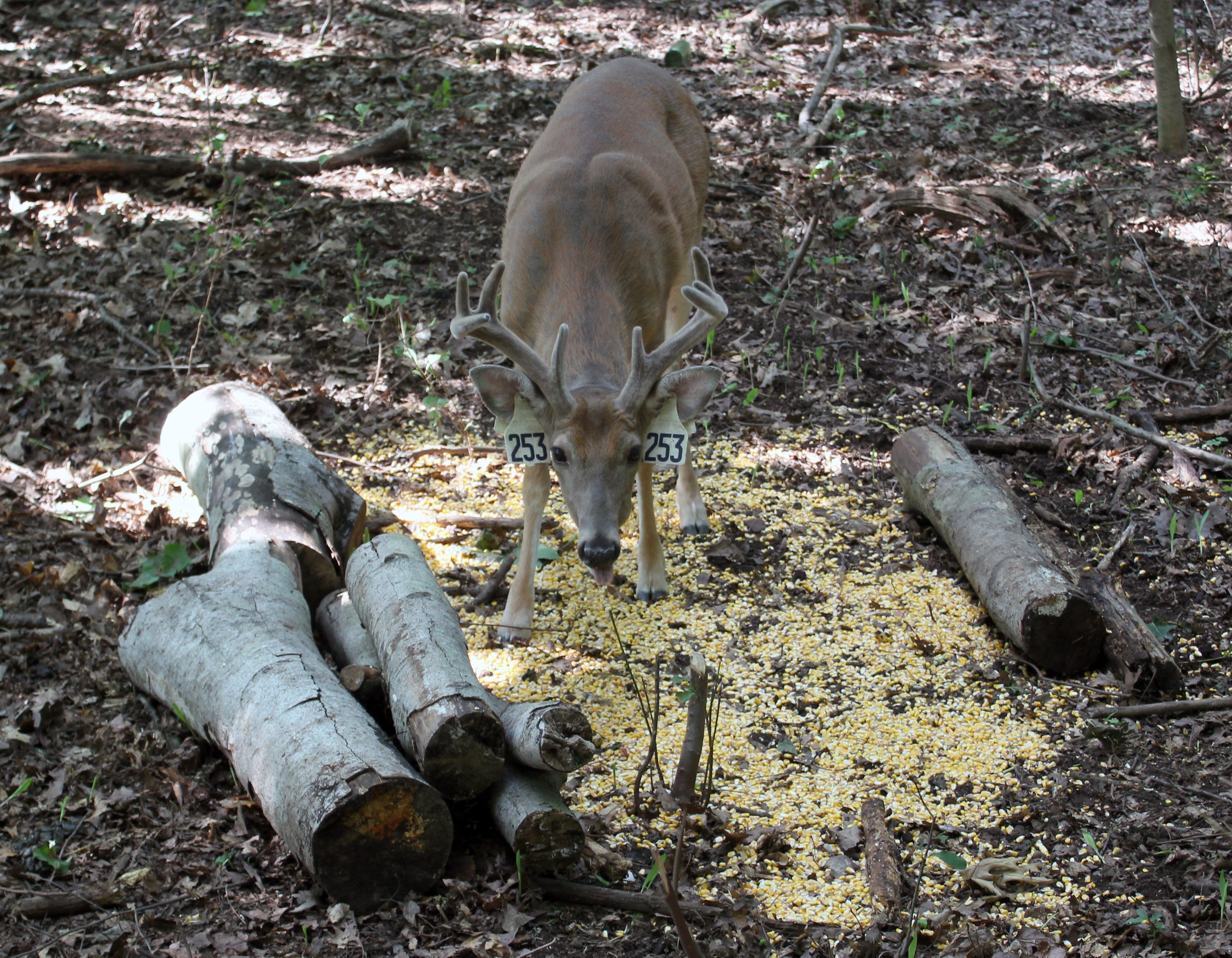 Deer looking at camera
