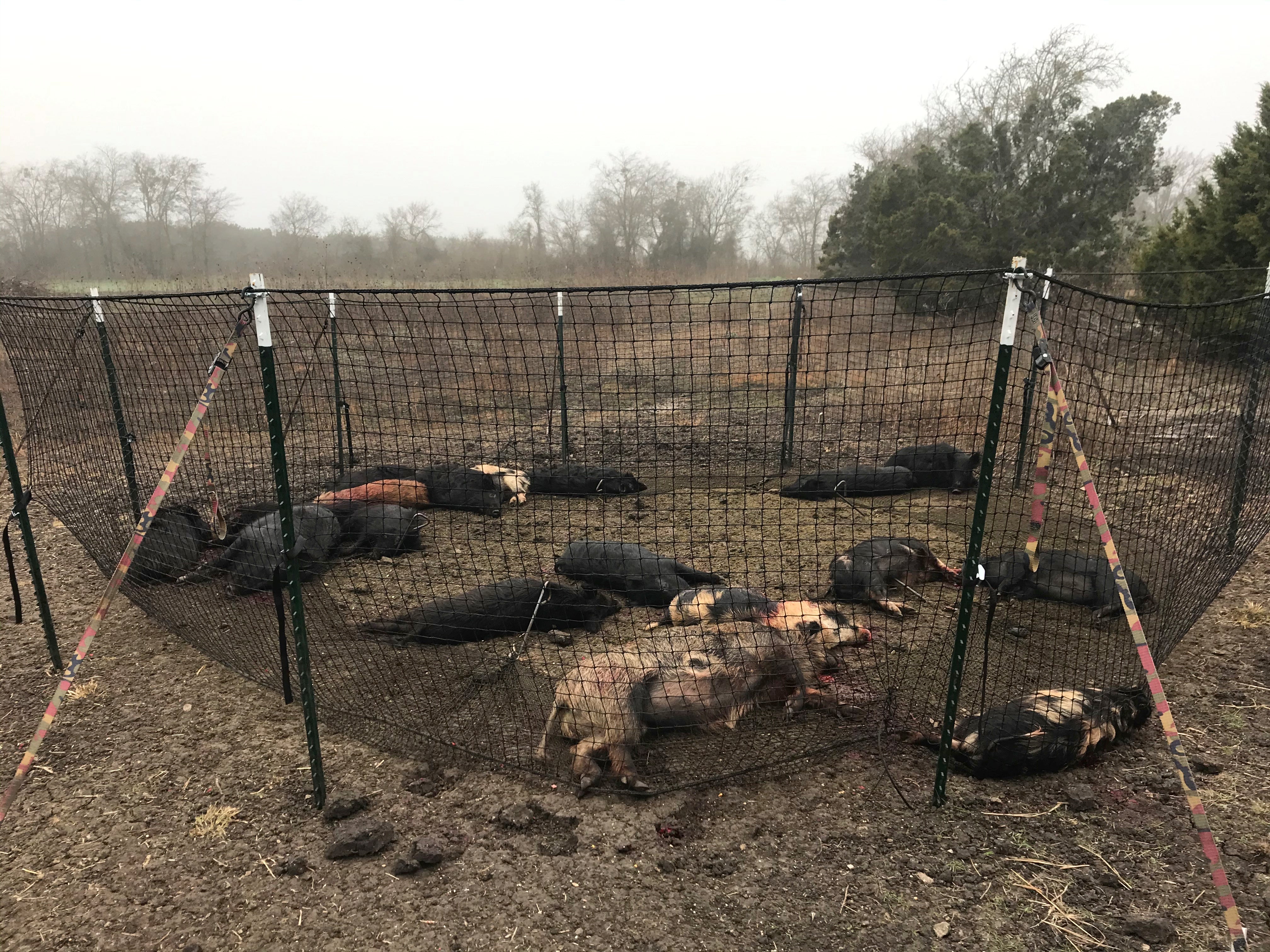Wild hogs euthanized after being caught in Pig Brig trap