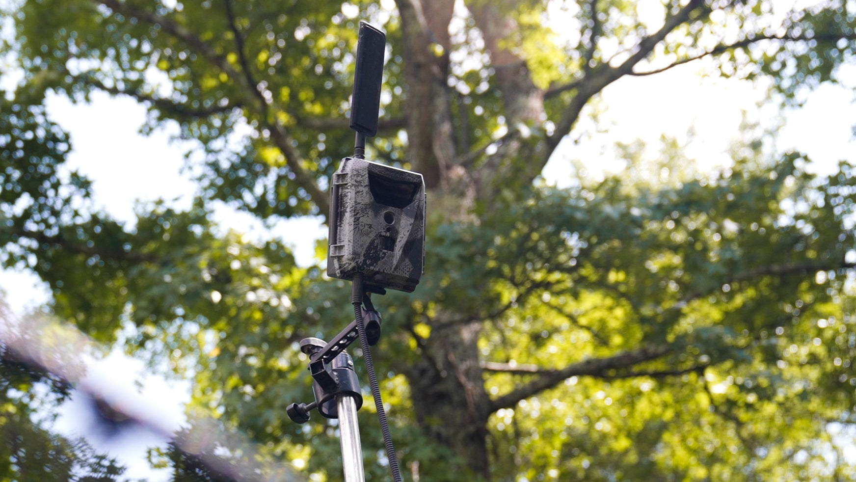 Game camera surrounded by green trees