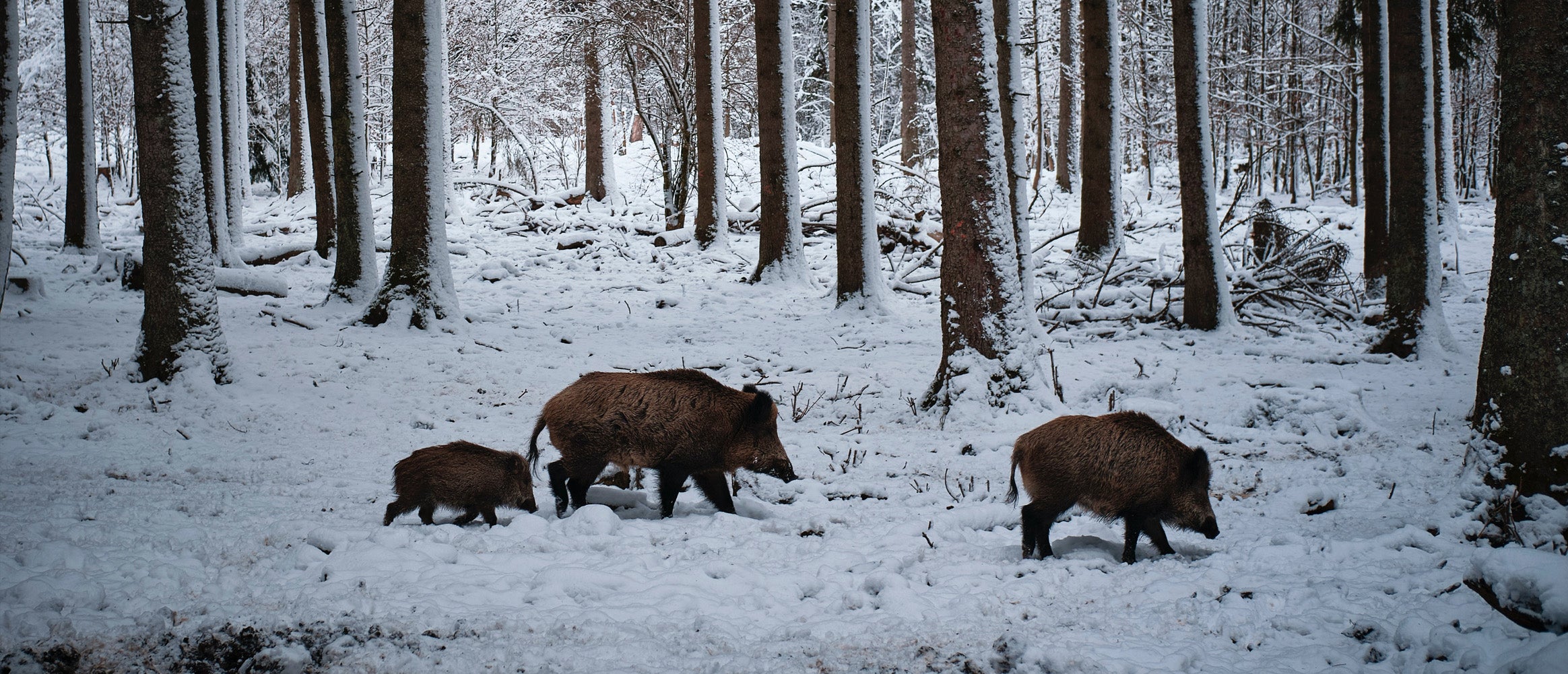 Wild boar walking through a snowy forest