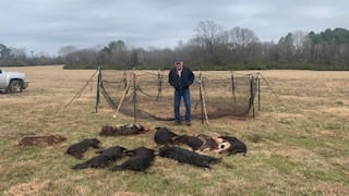 Wild hogs euthanized after being caught in Pig Brig trap