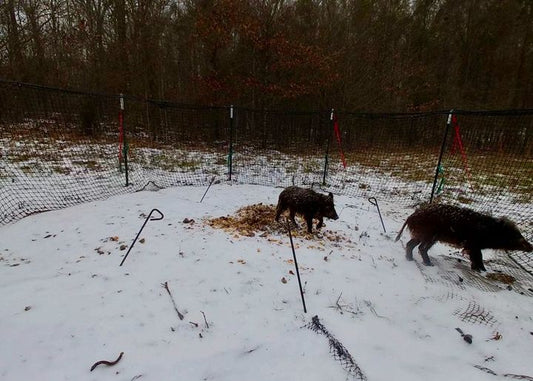 Wild pigs caught in a Pig Brig trap system