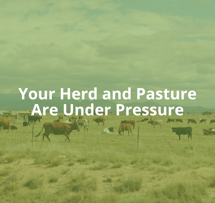Protecting Your Pasture and Herd:  Why More Ranchers Are Turning to the Pig Brig