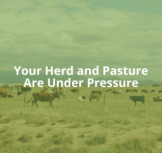 Protecting Your Pasture and Herd:  Why More Ranchers Are Turning to the Pig Brig
