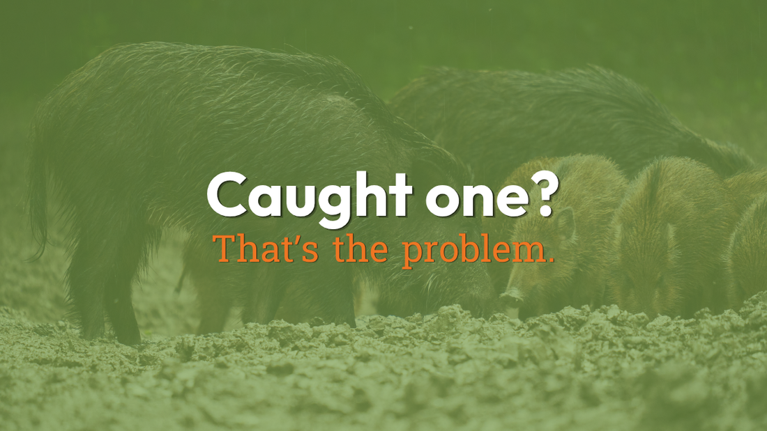 One Hog Isn't Enough: The Case for Whole-Sounder Removal