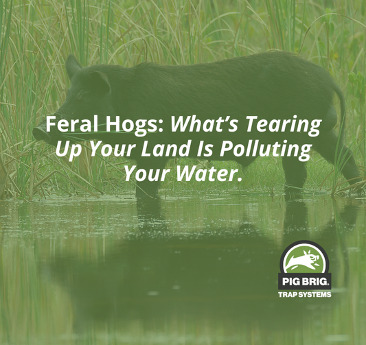 feral-hogs-water-polluting-wild-boars