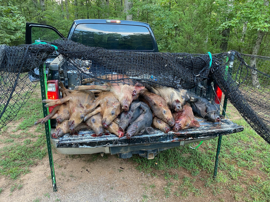 Wild hogs euthanized after being caught in Pig Brig trap