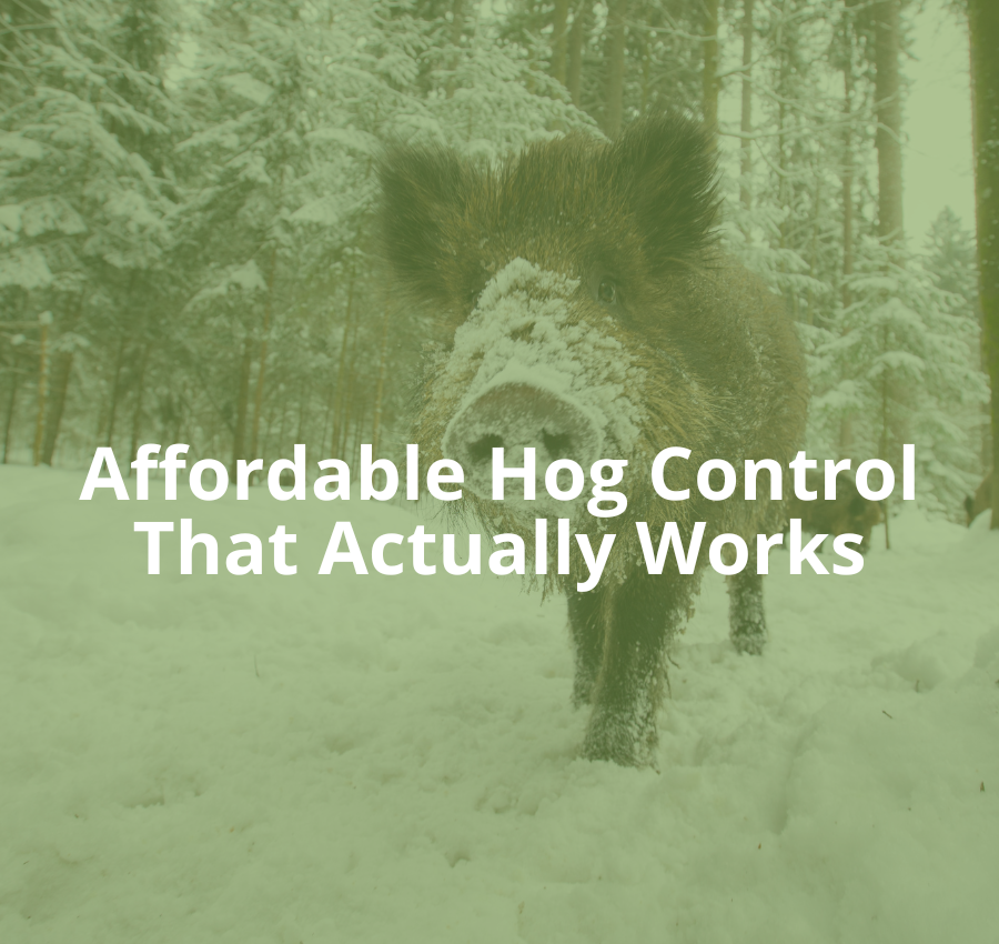 Can you afford not to trap wild hogs?