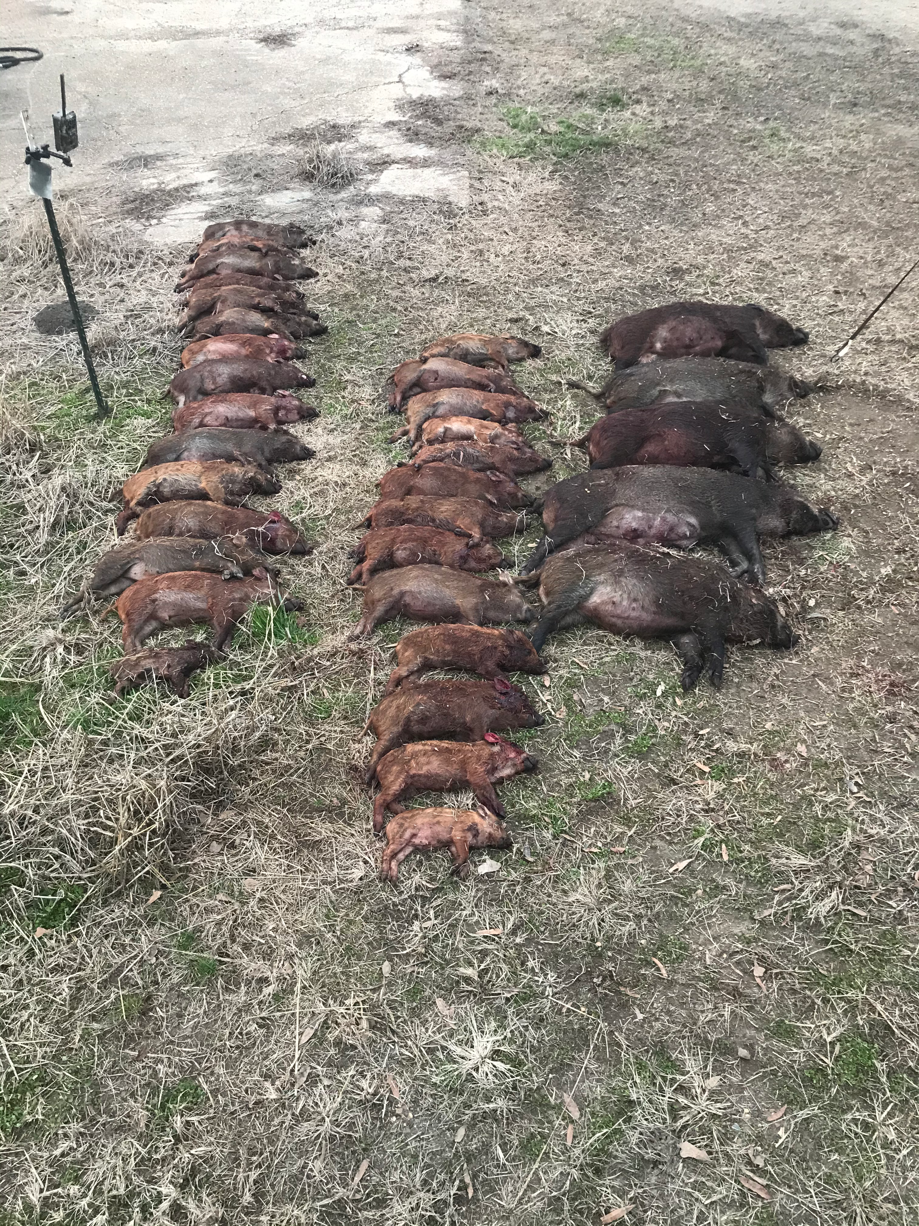 2 nights of conditioning. 1 minute. 35 pigs.