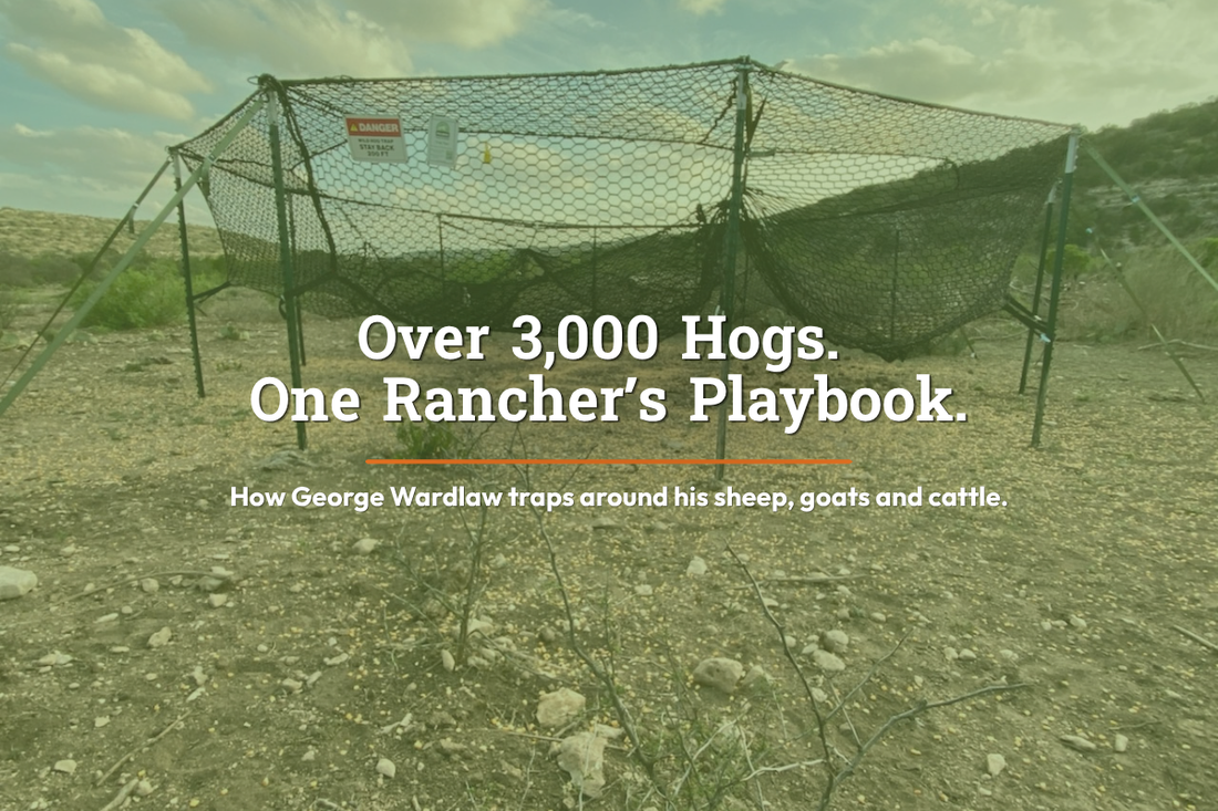 Pig Brig Trap System raised over corn bait on George Wardlaw’s ranch near Del Rio, Texas, with text reading over 3,000 hogs, one rancher’s playbook.