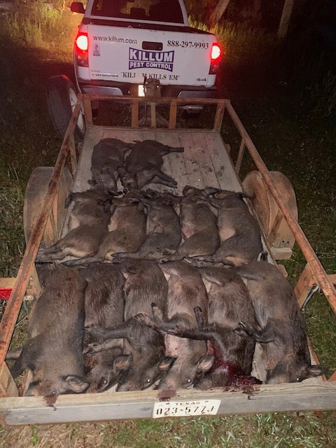 Wild hogs euthanized after being caught in Pig Brig trap