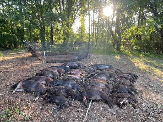 Wild hogs euthanized after being caught in Pig Brig trap