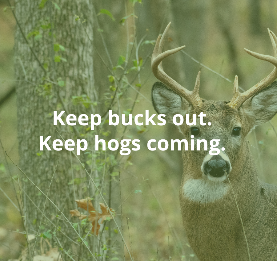 Keep deer out of your pig trap.
