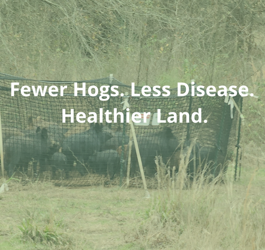 Feral Hogs and Disease: What Landowners Should Know