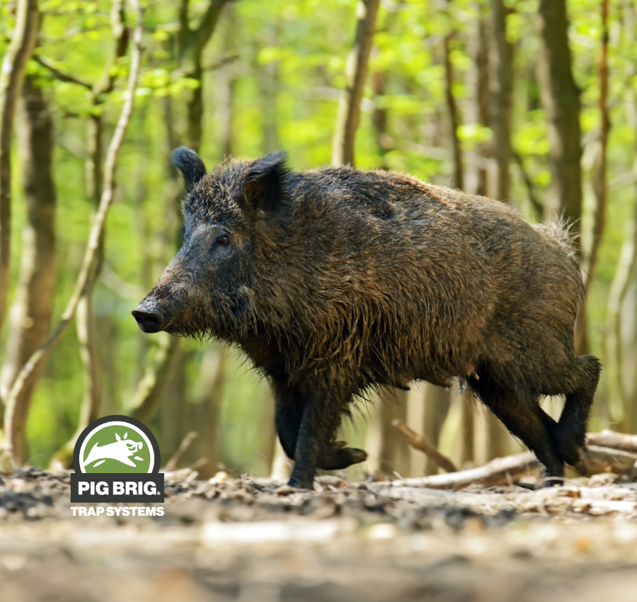 System Boar How to Handle Lone Boars? – Pig Brig Trap Systems