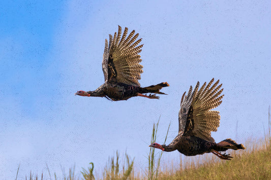 Feral Pigs vs. Wild Turkeys: The Unexpected Battle for Survival
