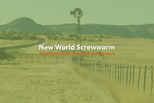 New World Screwworm