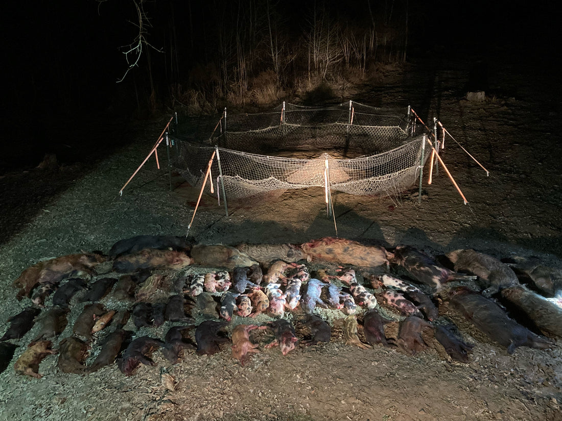 Wild hogs euthanized after being caught in a Pig Brig Trap System