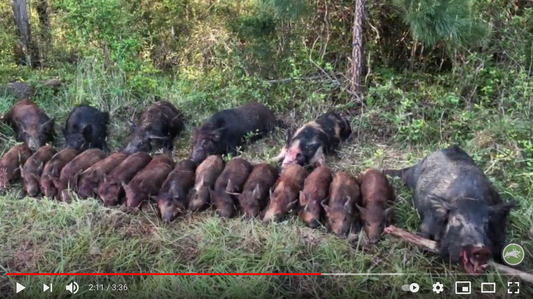 Euthanized pigs after being caught in a Pig Brig trap