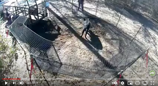 Loading Pigs to Trailer video thumbnail