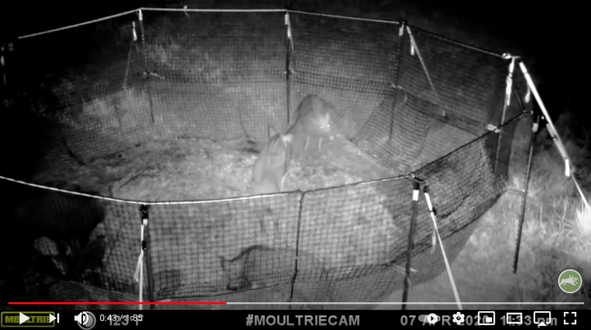 Pig Brig trap at night video thumbnail