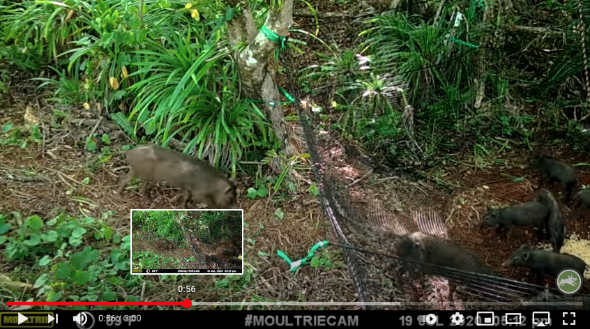 Feral pigs entering a Pig Brig trap video thumbnail