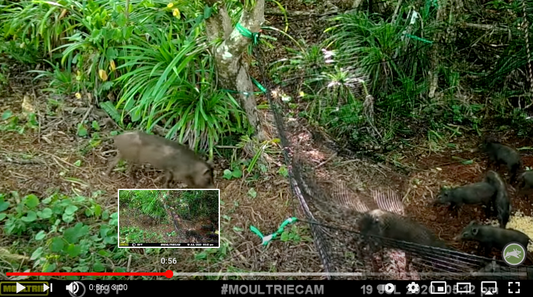 Feral pigs entering a Pig Brig trap video thumbnail