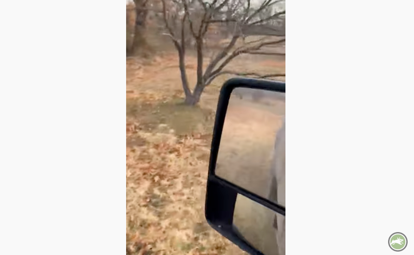 Pig Brig Customer Video thumbnail