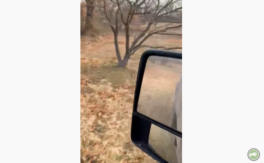 Pig Brig Customer Video thumbnail