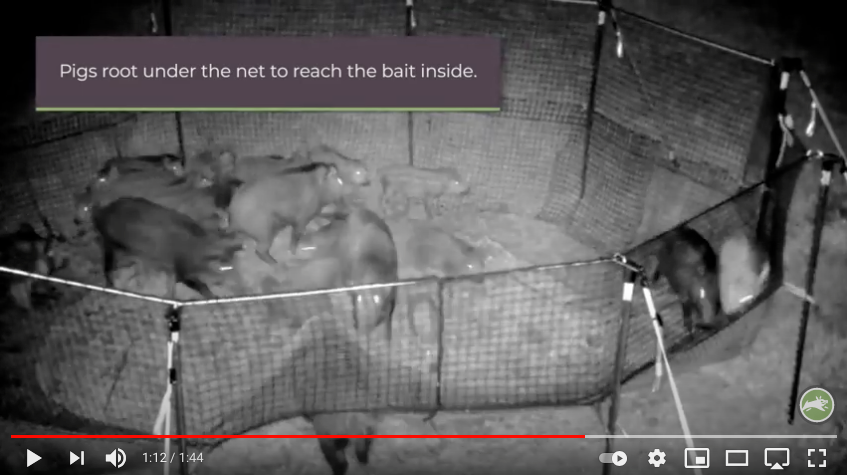 Wild hogs caught in Pig Brig trap at night