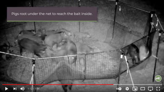 Wild hogs caught in Pig Brig trap at night