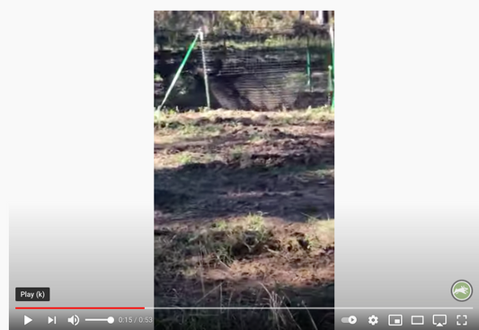 Pig Brig Customer Video thumbnail