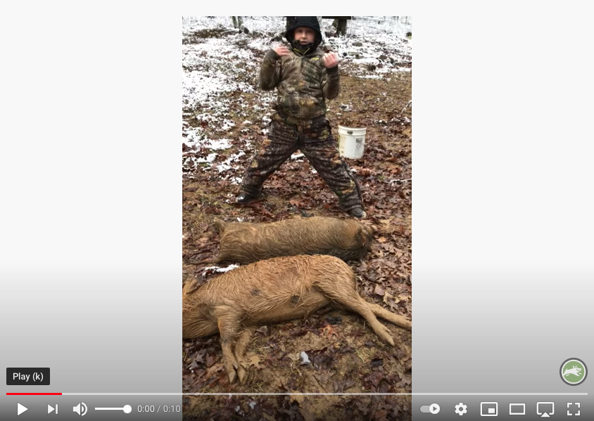 Man next to euthanized pigs from the Pig Brig trap