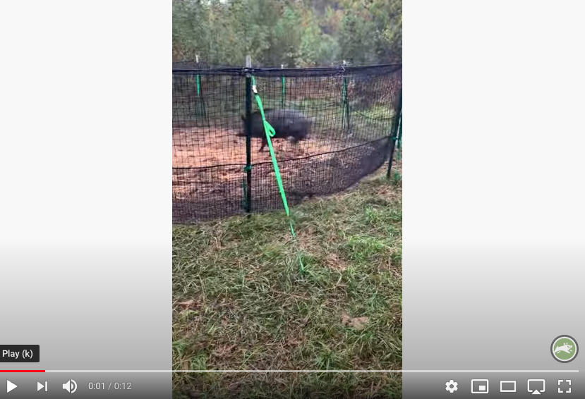 Pig Brig Customer Video thumbnail