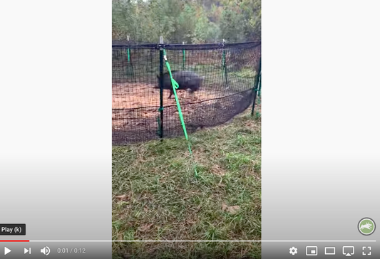 Pig Brig Customer Video thumbnail