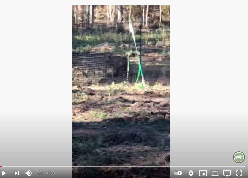 Pig Brig Customer Video thumbnail