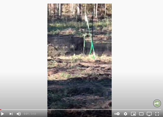 Pig Brig Customer Video thumbnail