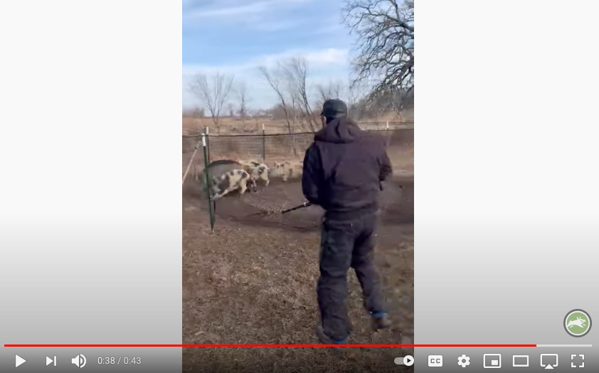 Pig Brig Customer Video thumbnail