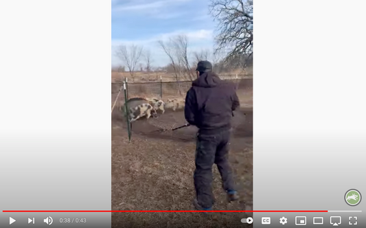 Pig Brig Customer Video thumbnail