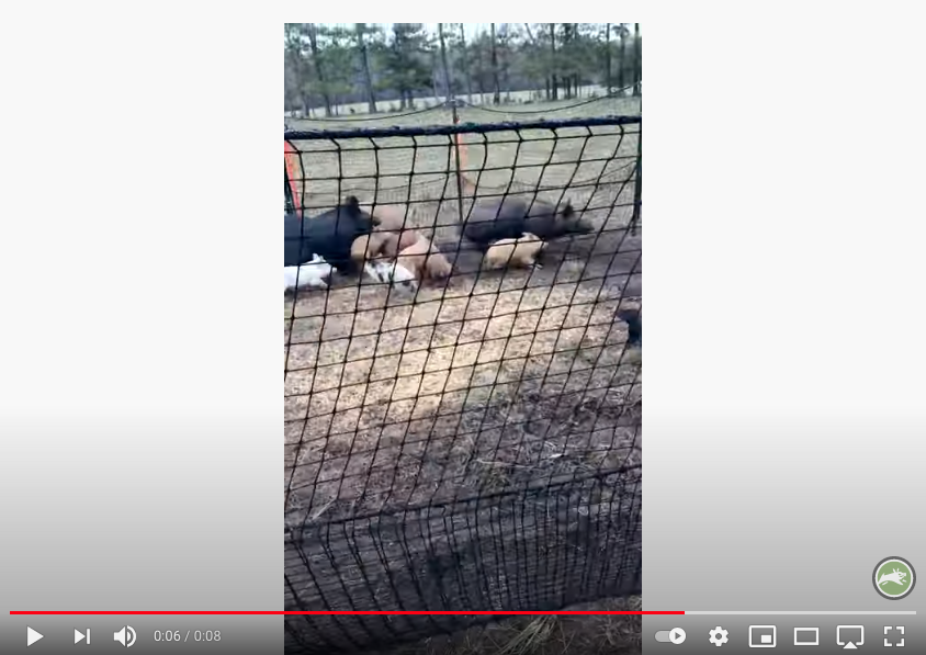 Pig Brig Customer Video thumbnail