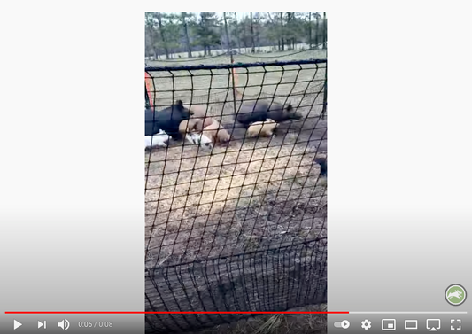 Pig Brig Customer Video thumbnail