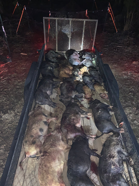 Euthanized boar caught by Pig Brig trap system