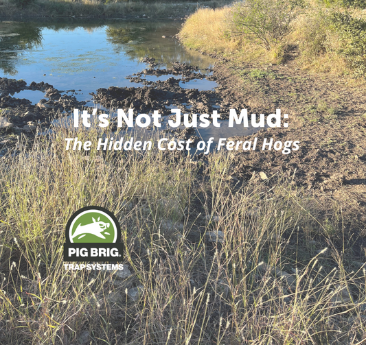 Land damage near water caused by feral pigs