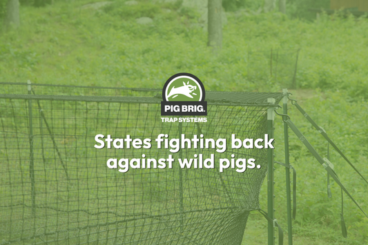 Pig Brig Trap Systems graphic with headline 'States fighting back against wild pigs' over a photo of a Pig Brig net trap set up in a wooded, grassy area.