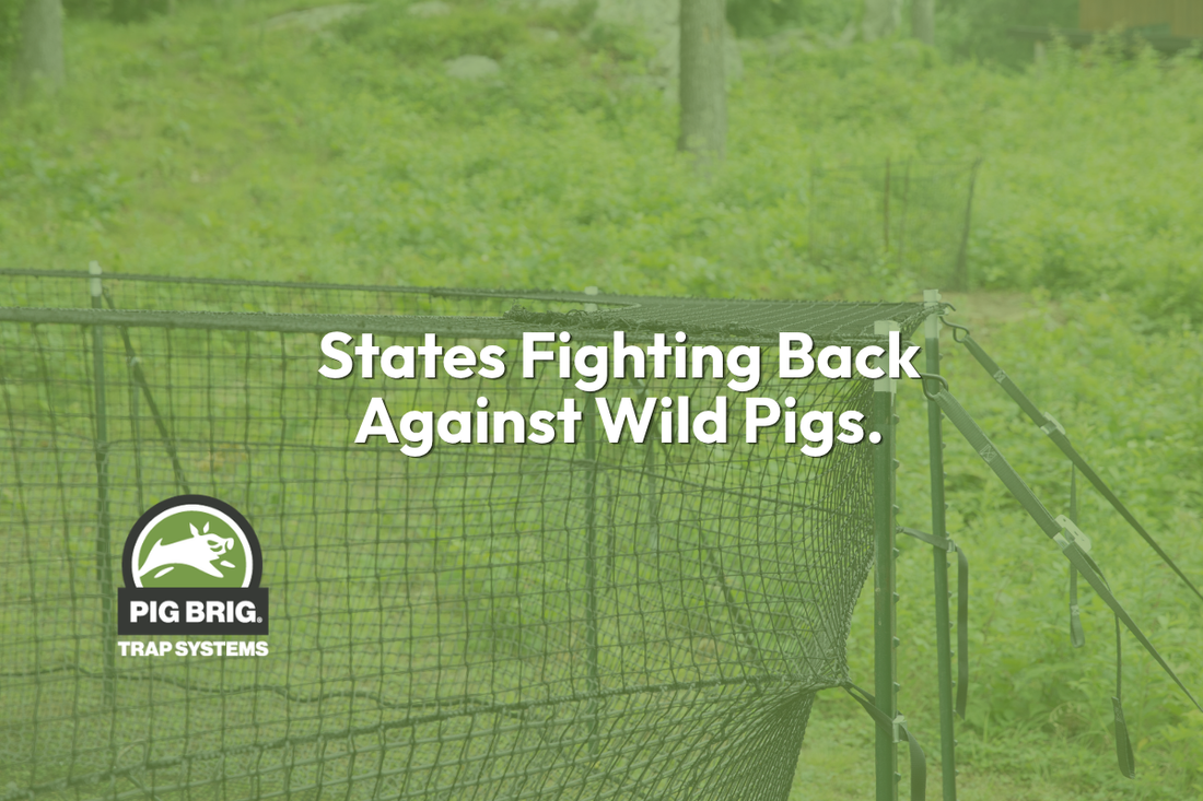 How States are Fighting Back Against Feral Hogs: Lessons from Georgia and Arkansas