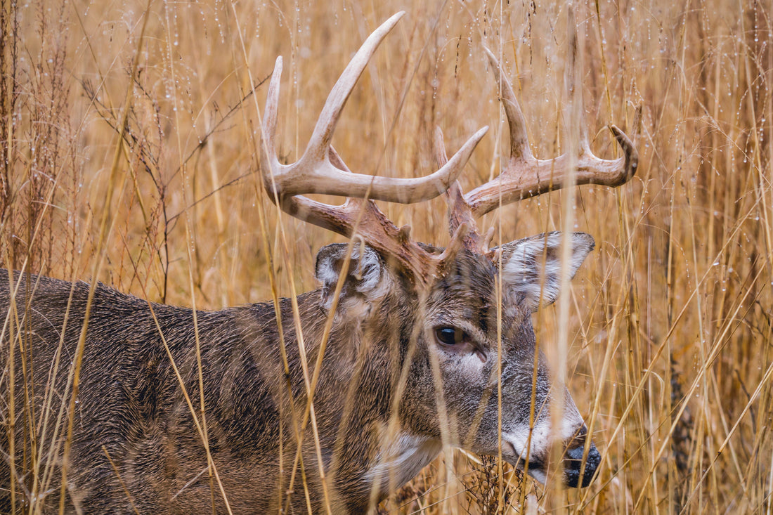 Buck hiding in the tall grass