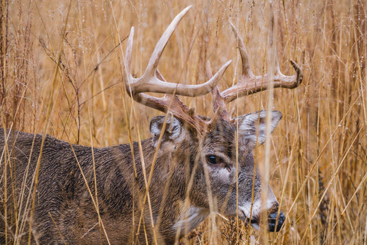 Buck hiding in the tall grass