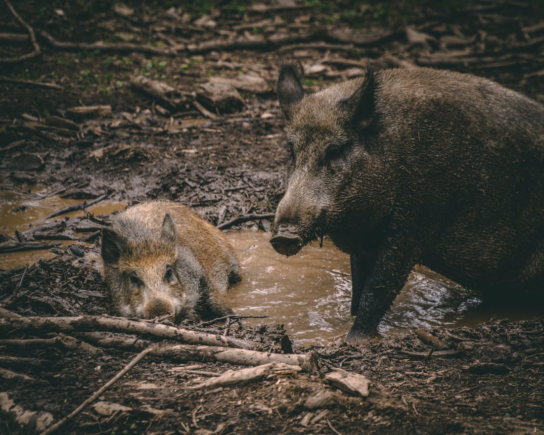 Pair of wild boar in a mud puddle